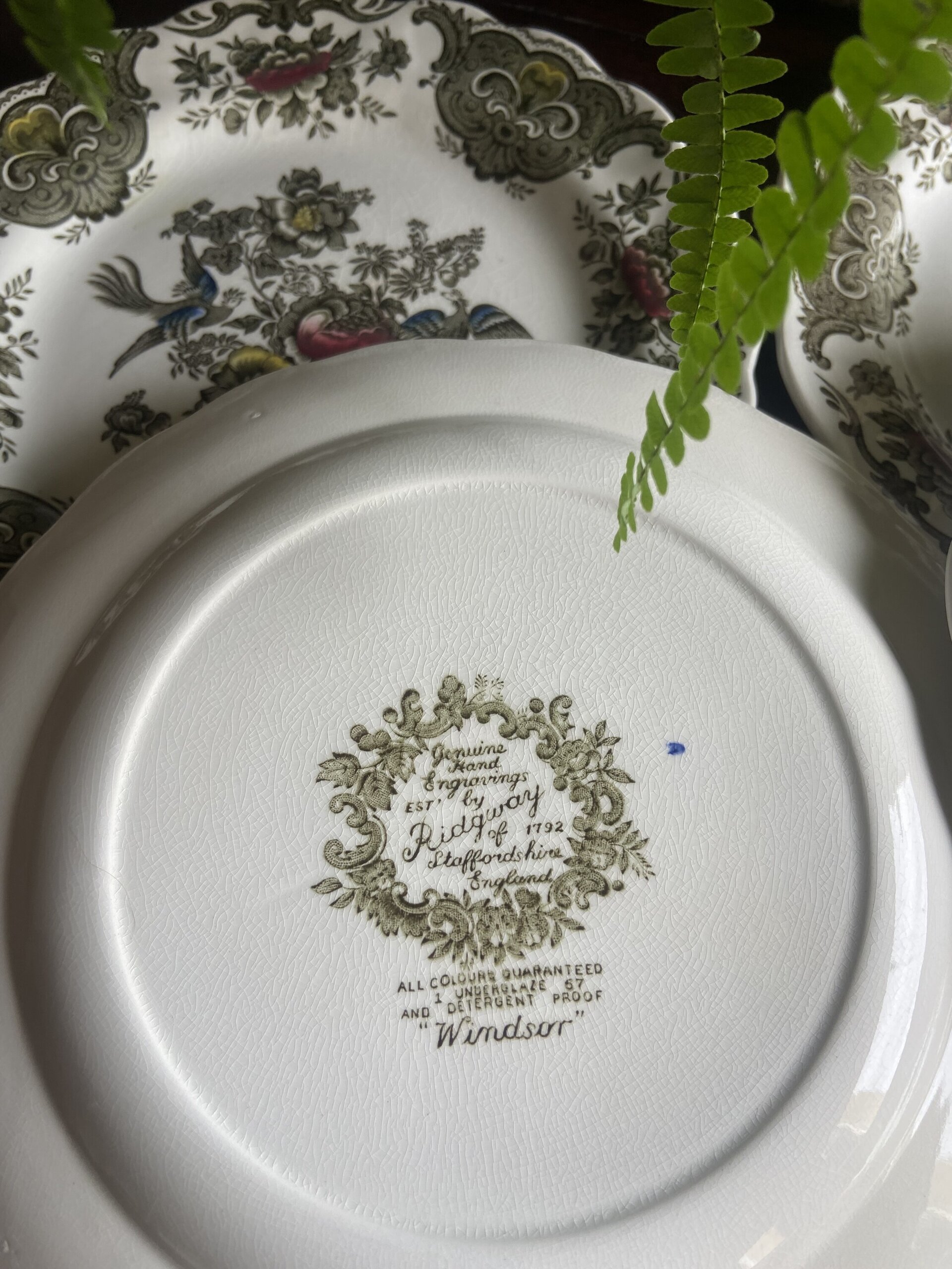 6 platos postre en loza inglesa "Ridgway" (mod. Windsor) - 3